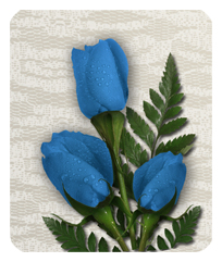 2 Roses Blue